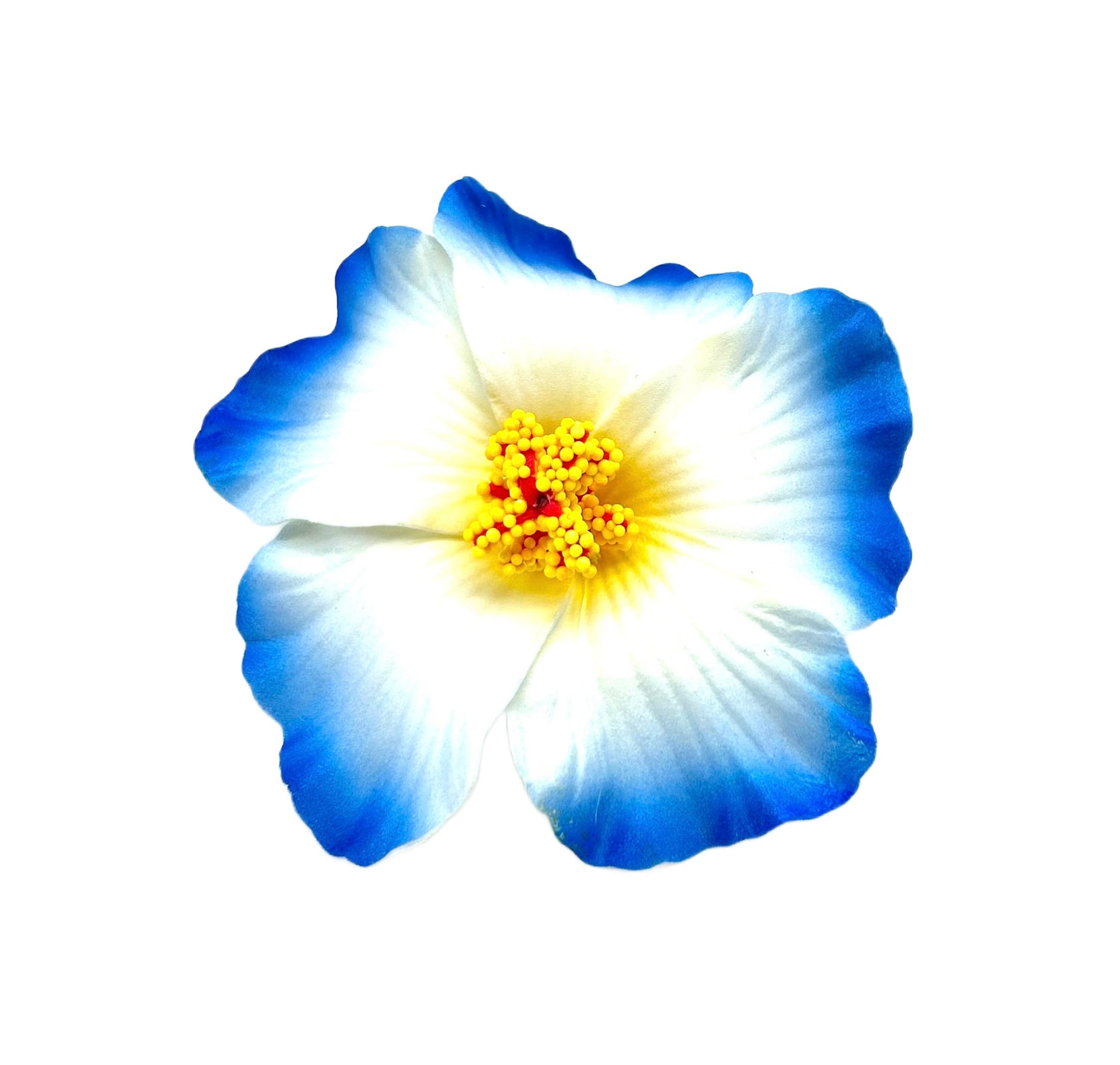 Teki Teki Hibiscus