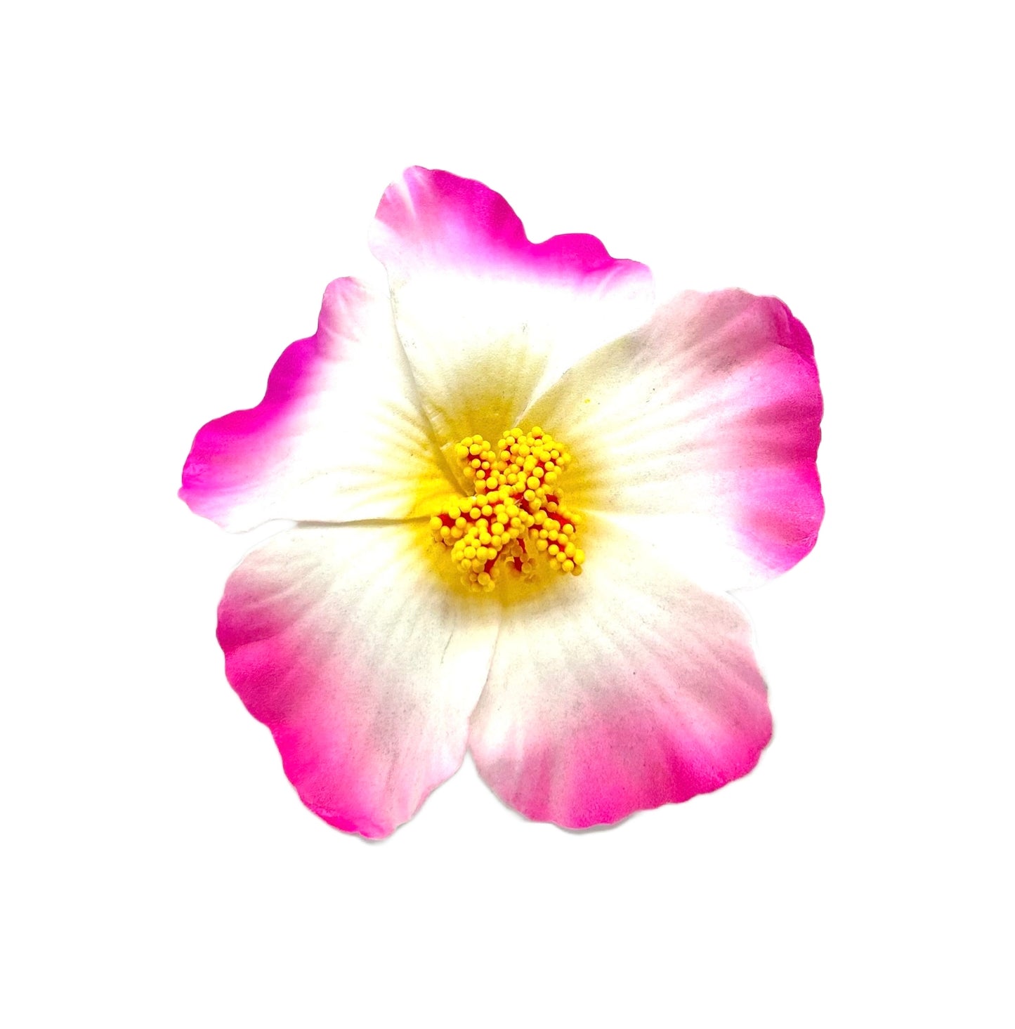 Teki Teki Hibiscus