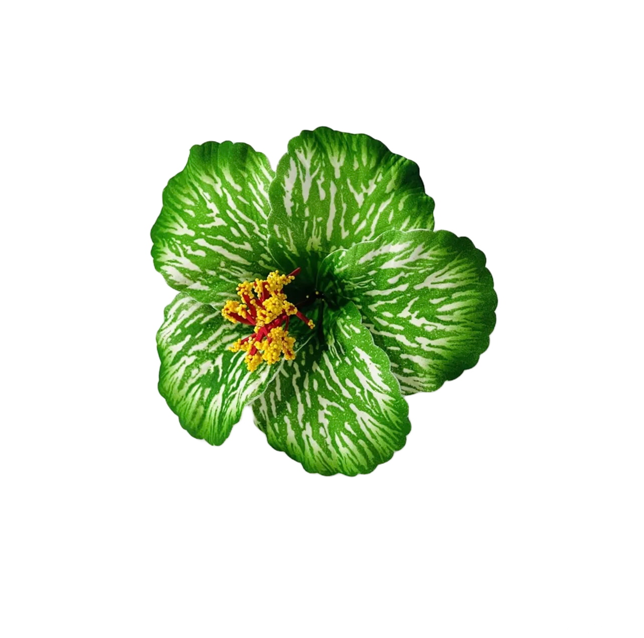 Teki Teki Hibiscus 14cm