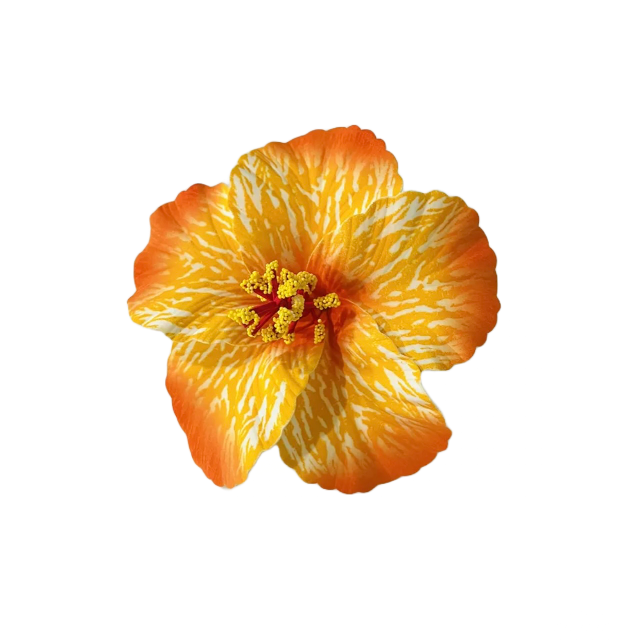 Teki Teki Hibiscus 14cm