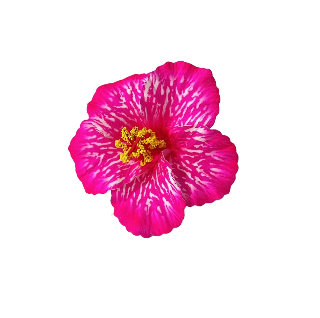 Teki Teki Hibiscus 14cm