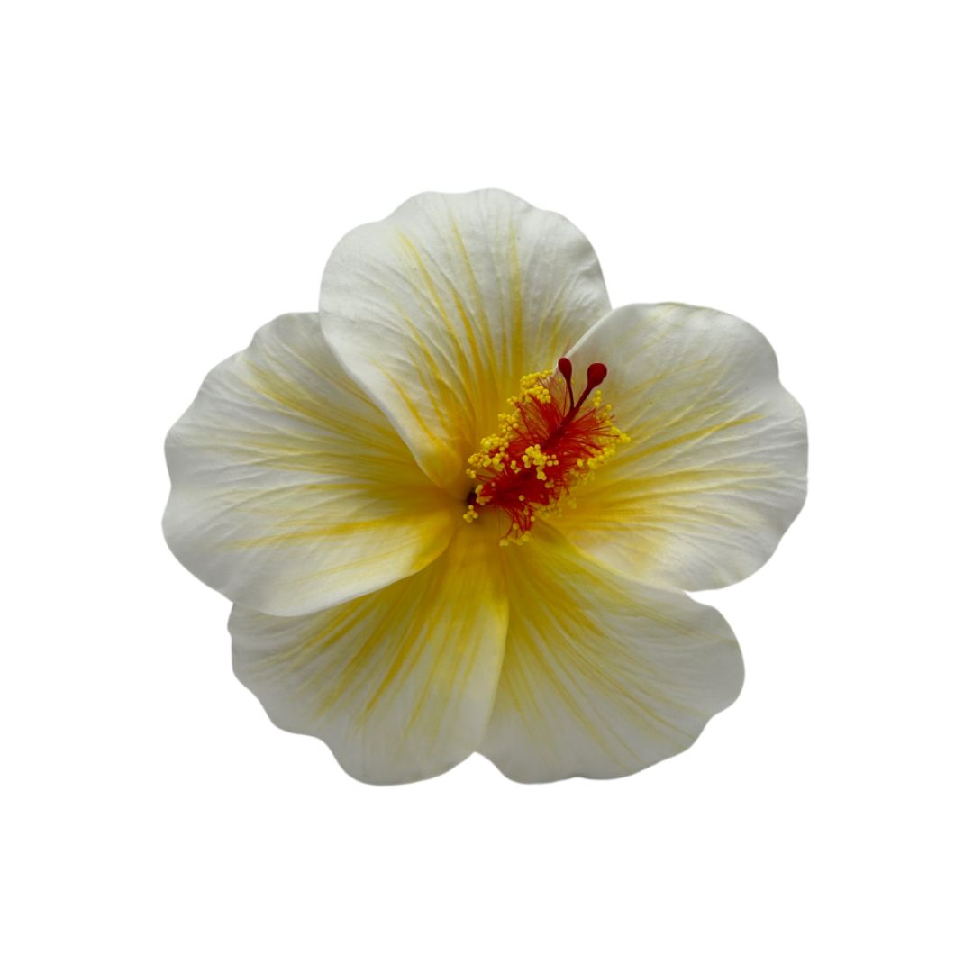 Teki Teki Hibiscus 12cm