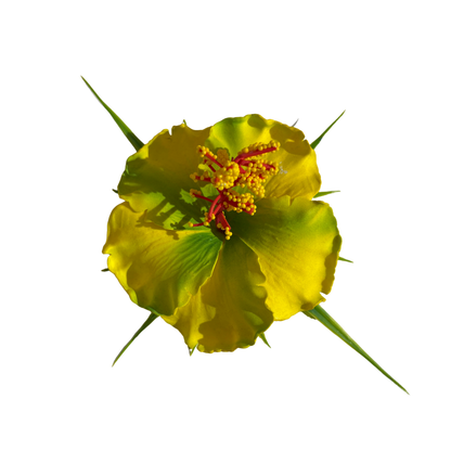 Poara / Barrette à Cheveux Hibiscus