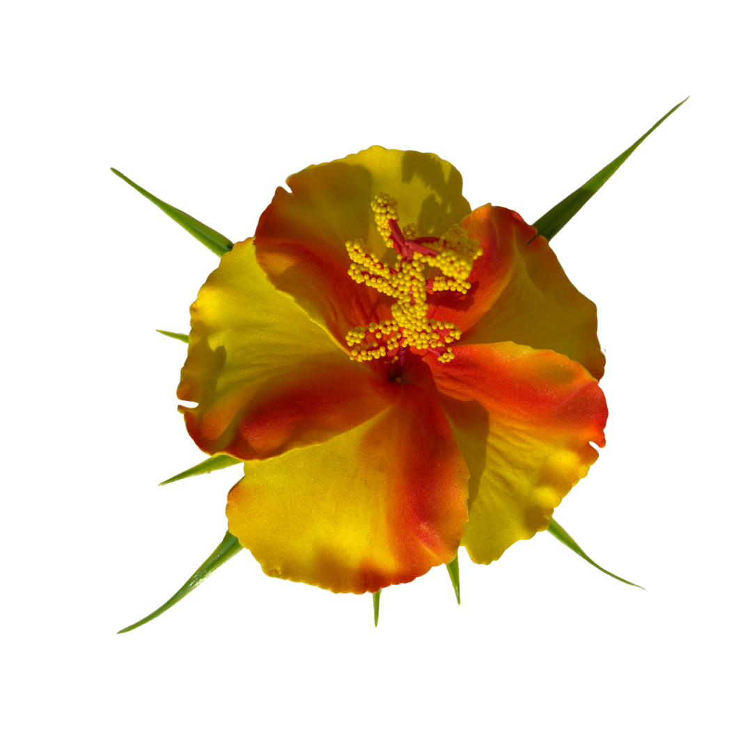 Poara / Barrette à Cheveux Hibiscus