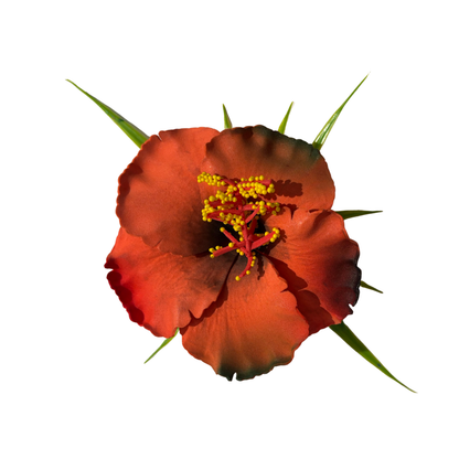 Poara / Barrette à Cheveux Hibiscus