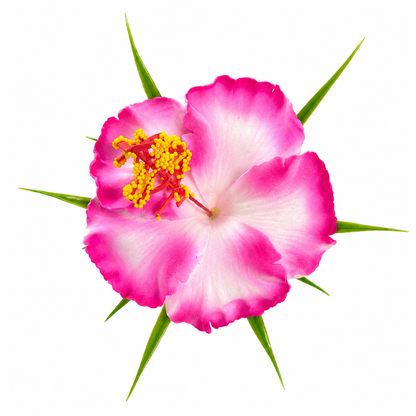Poara / Barrette à Cheveux Hibiscus - HPF